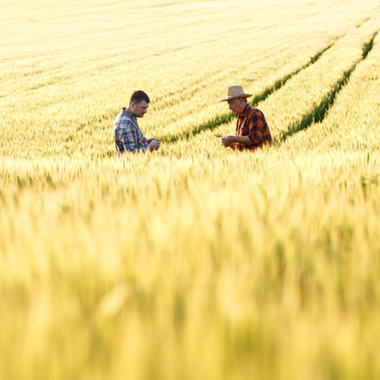2 people standing in a wheat field